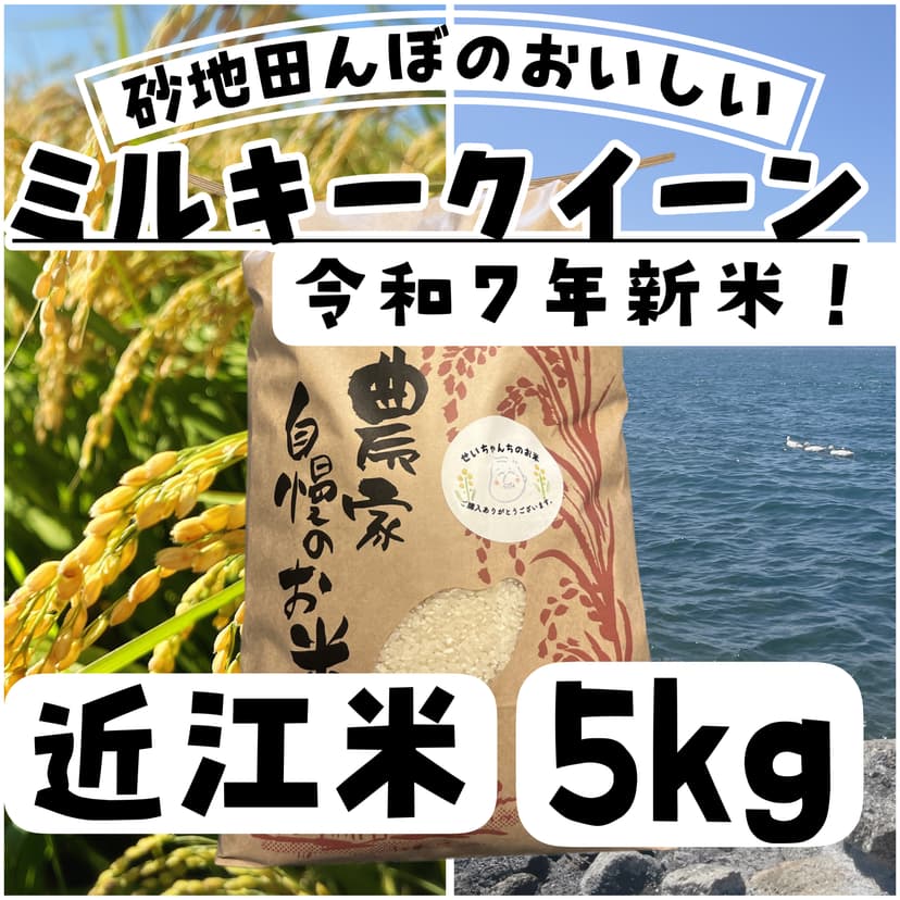 【令和7年度新米】近江米 ミルキークイーン5kg 滋賀県産 メイン画像