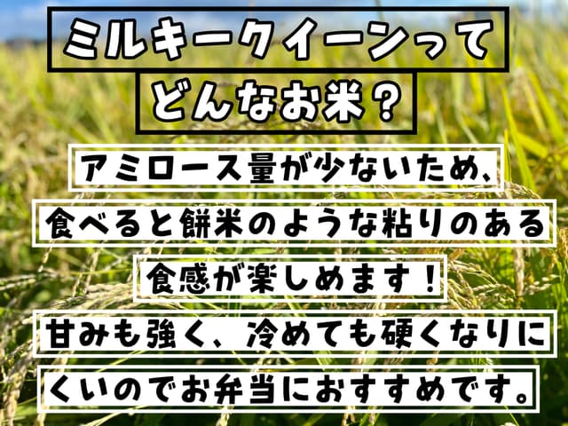 【令和7年度新米】近江米 ミルキークイーン5kg 滋賀県産 画像2