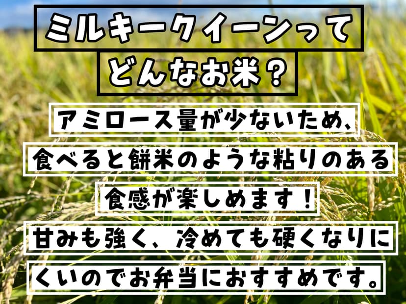 【令和7年度新米】近江米 ミルキークイーン10kg 滋賀県産 画像2