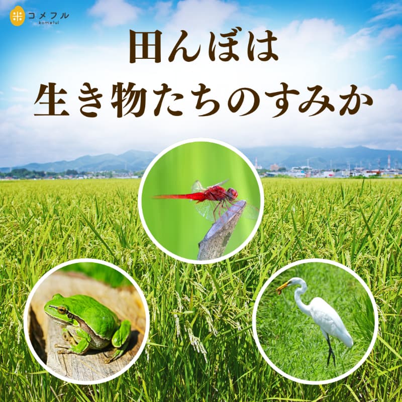 田んぼは、生き物たちのすみか
