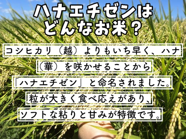 【令和8年産新米】近江米 滋賀県産 ハナエチゼン 5kg 画像2