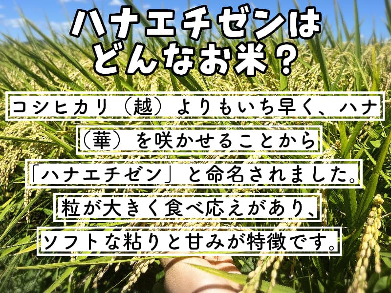 【令和8年産新米】近江米 滋賀県産 ハナエチゼン 5kg 画像2