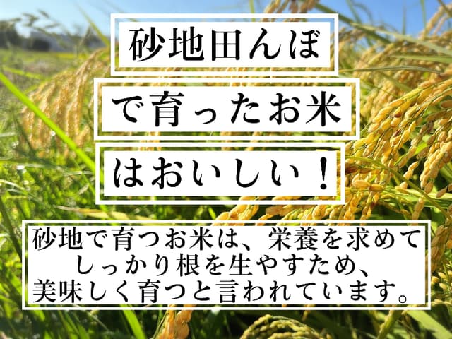 【令和8年産新米】近江米 滋賀県産 ハナエチゼン 5kg 画像3