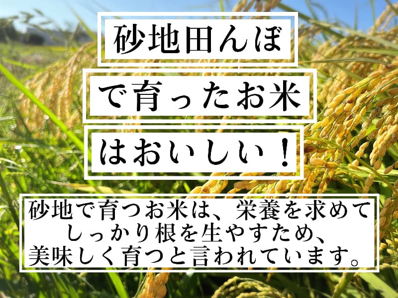 【令和8年産新米】近江米 滋賀県産 ハナエチゼン 5kg 画像3