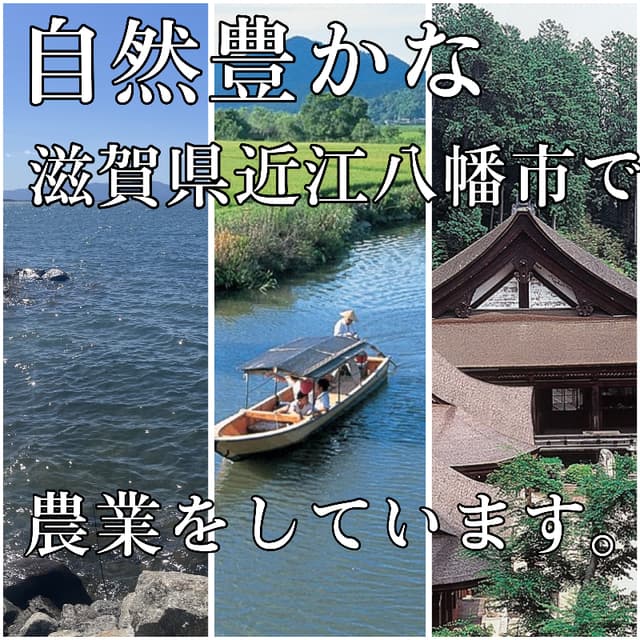 【令和8年産新米】近江米 滋賀県産 ハナエチゼン 5kg 画像4