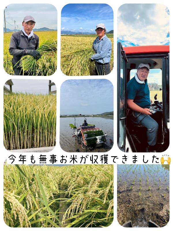 【令和8年産新米】近江米 滋賀県産 ハナエチゼン 5kg 画像5