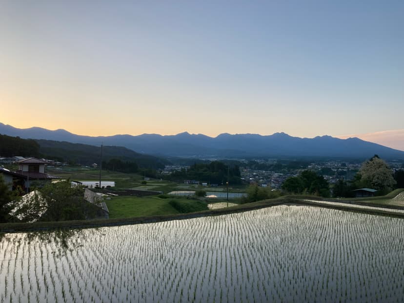 【新米】令和8年長野県産コシヒカリ系早生品種 五百川 精米10㎏(5㎏×2個) 画像2