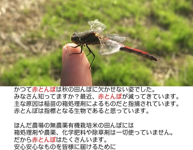 令和8年産 新米 EM自然農法 無農薬米 大地の恵み コシヒカリ 白米 800g 1等級 画像2