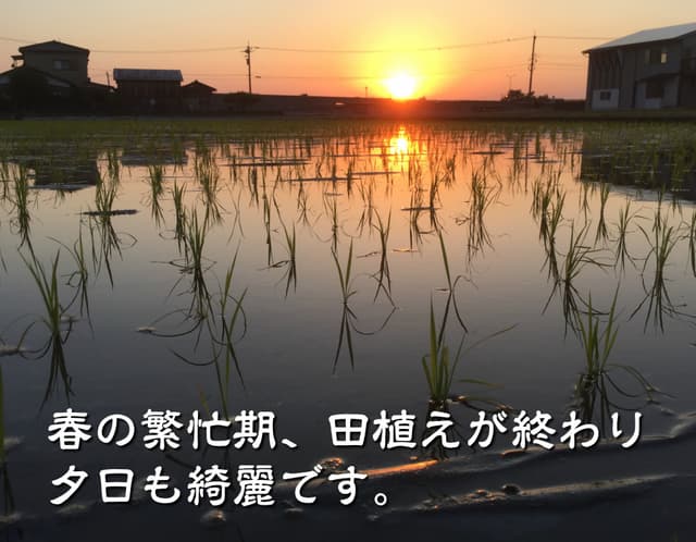 令和8年産 新米 EM自然農法 無農薬米 大地の恵み コシヒカリ 白米 800g 1等級 画像4