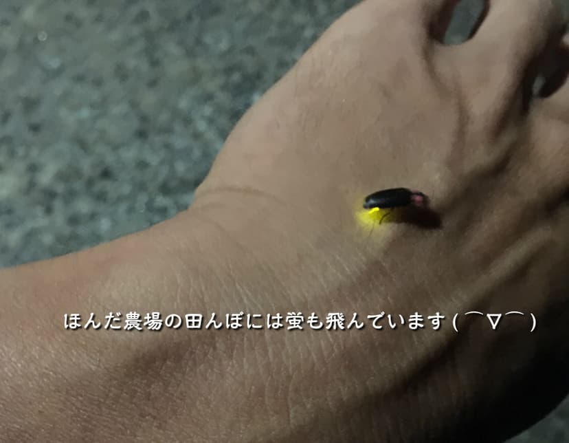 令和8年産 新米 EM自然農法 無農薬米 大地の恵み コシヒカリ 白米 800g 1等級 画像5