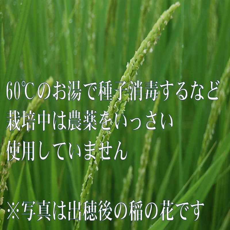 2026年産新米 ゆふいんのめぐみ"ひとめぼれ白米10kg 画像4