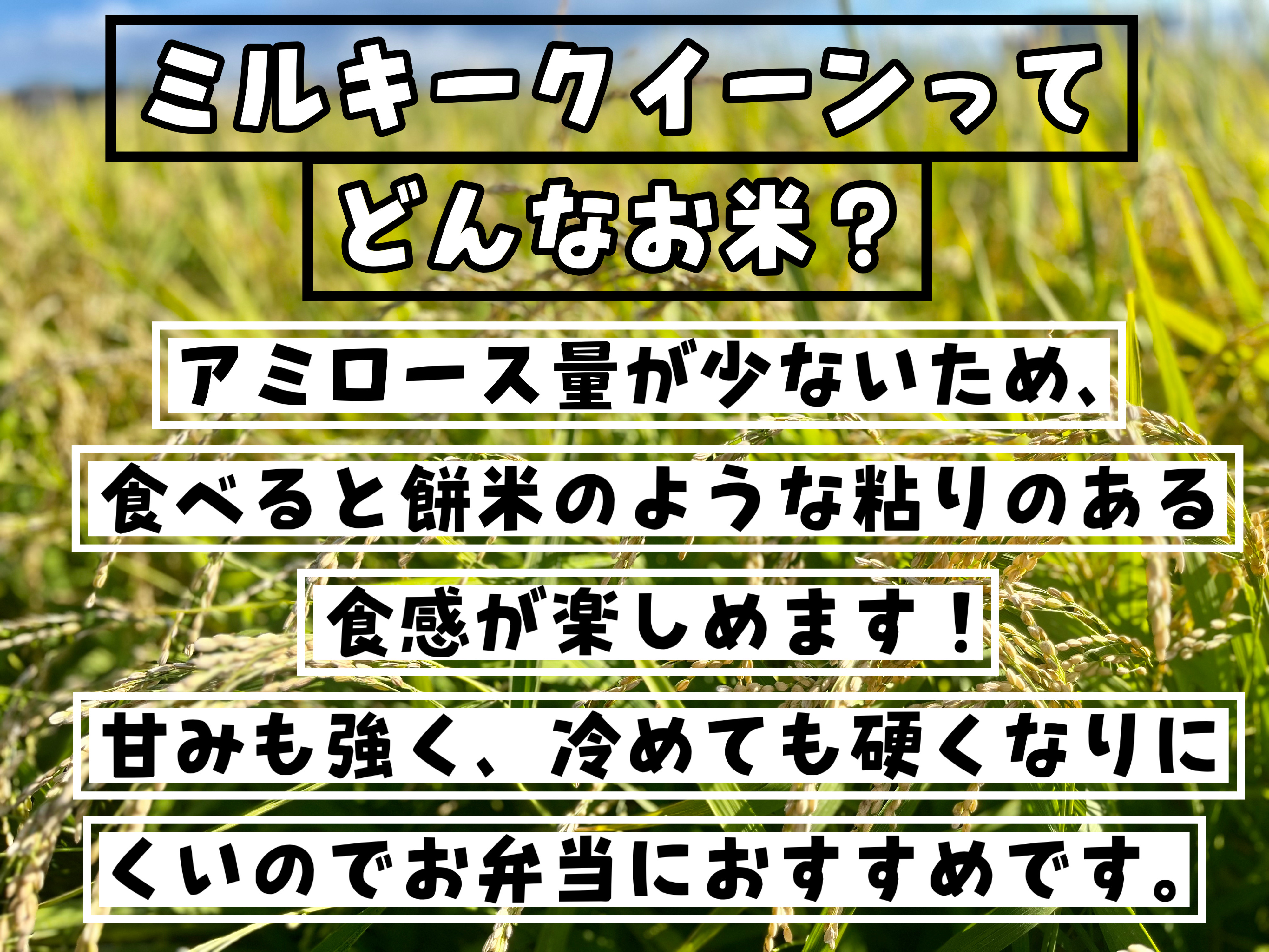 【令和7年度新米】近江米 ミルキークイーン10kg　滋賀県産(せいちゃんちのお米さん)のメインイメージ