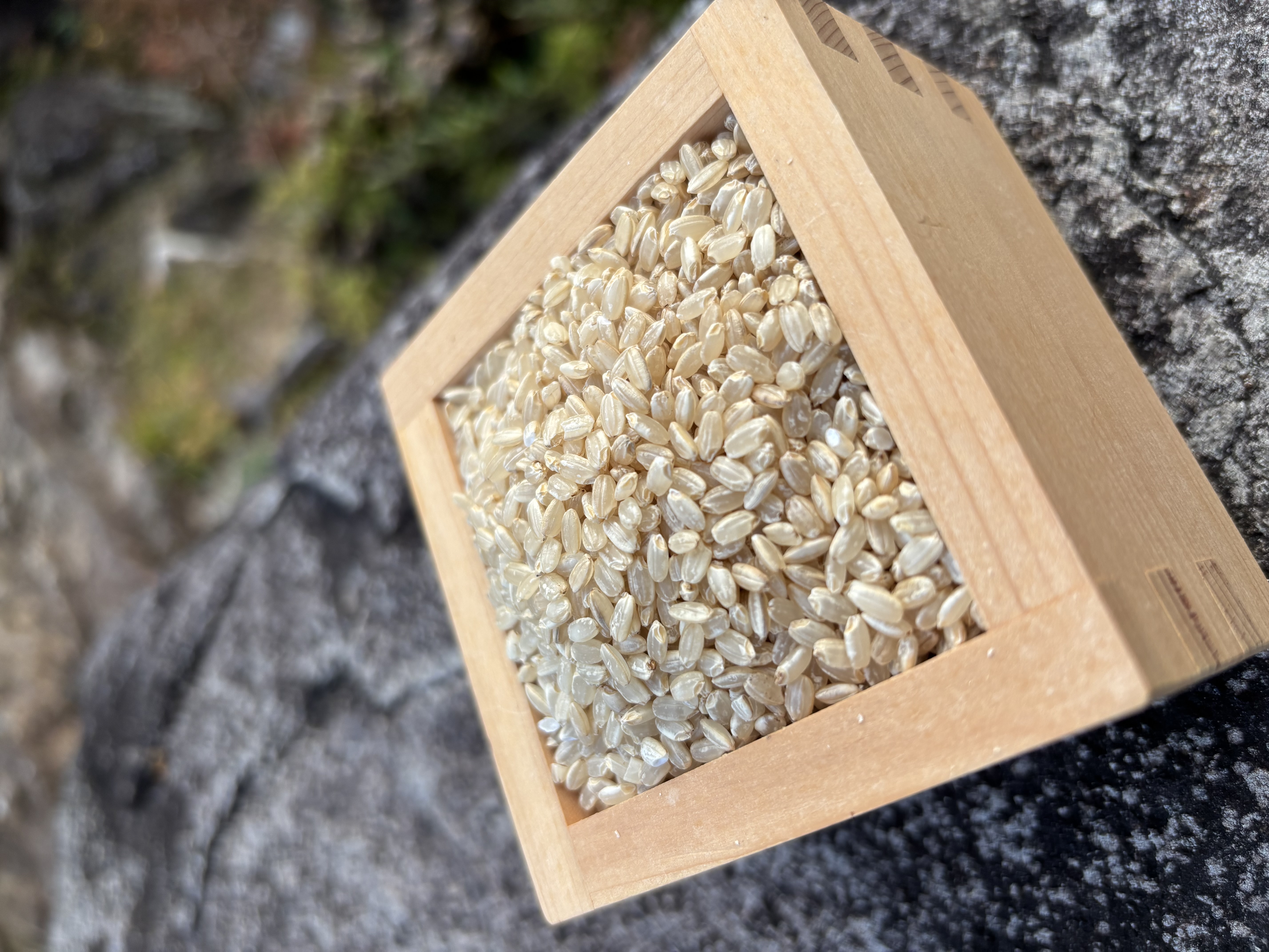 令和7年兵庫県産　日本晴　玄米　30kg(朝日自然農園さん)のメインイメージ