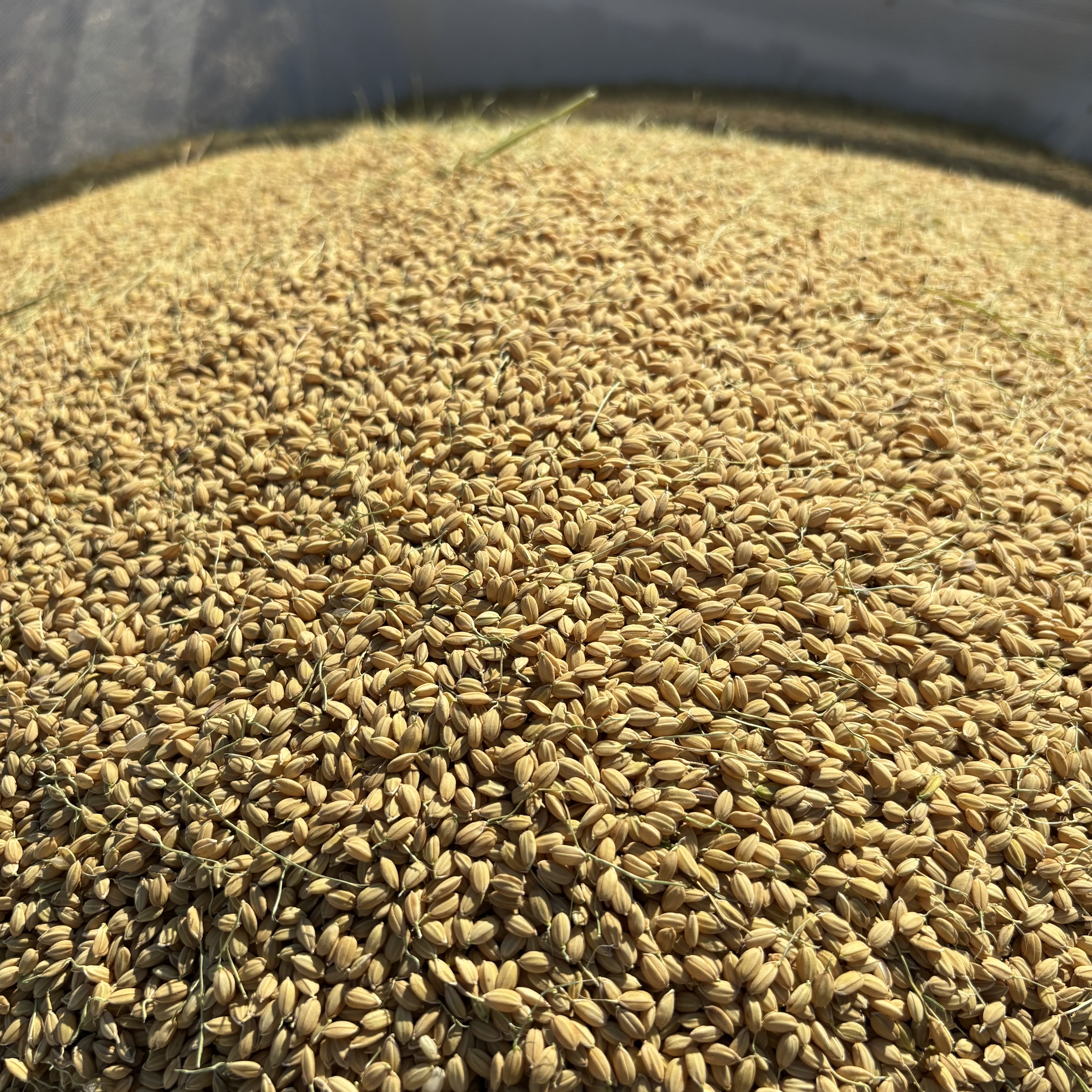 名倉穂　自然栽培　玄米　30kg(朝日自然農園さん)のメインイメージ