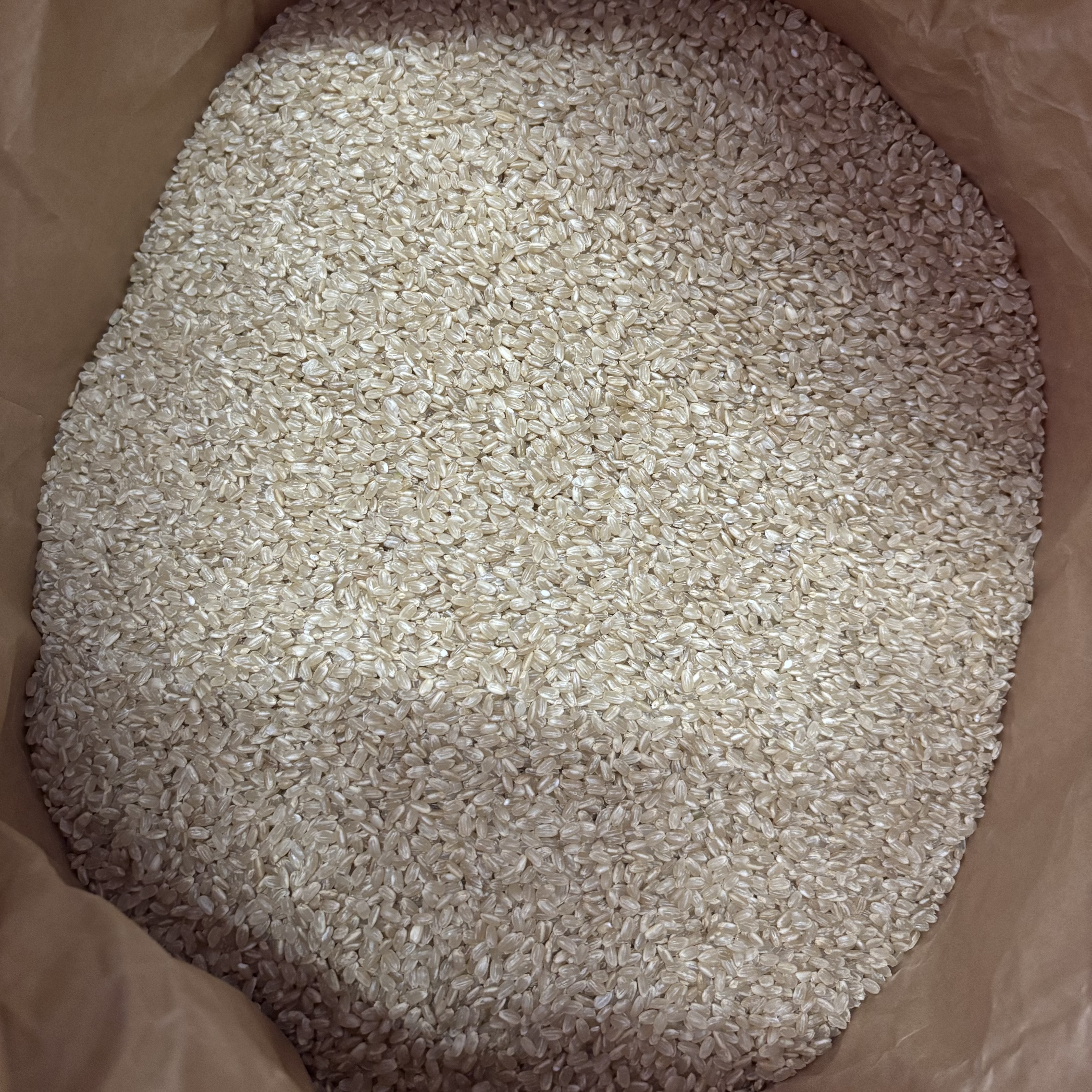 日本晴　自然栽培　玄米　10kg(朝日自然農園さん)のメインイメージ