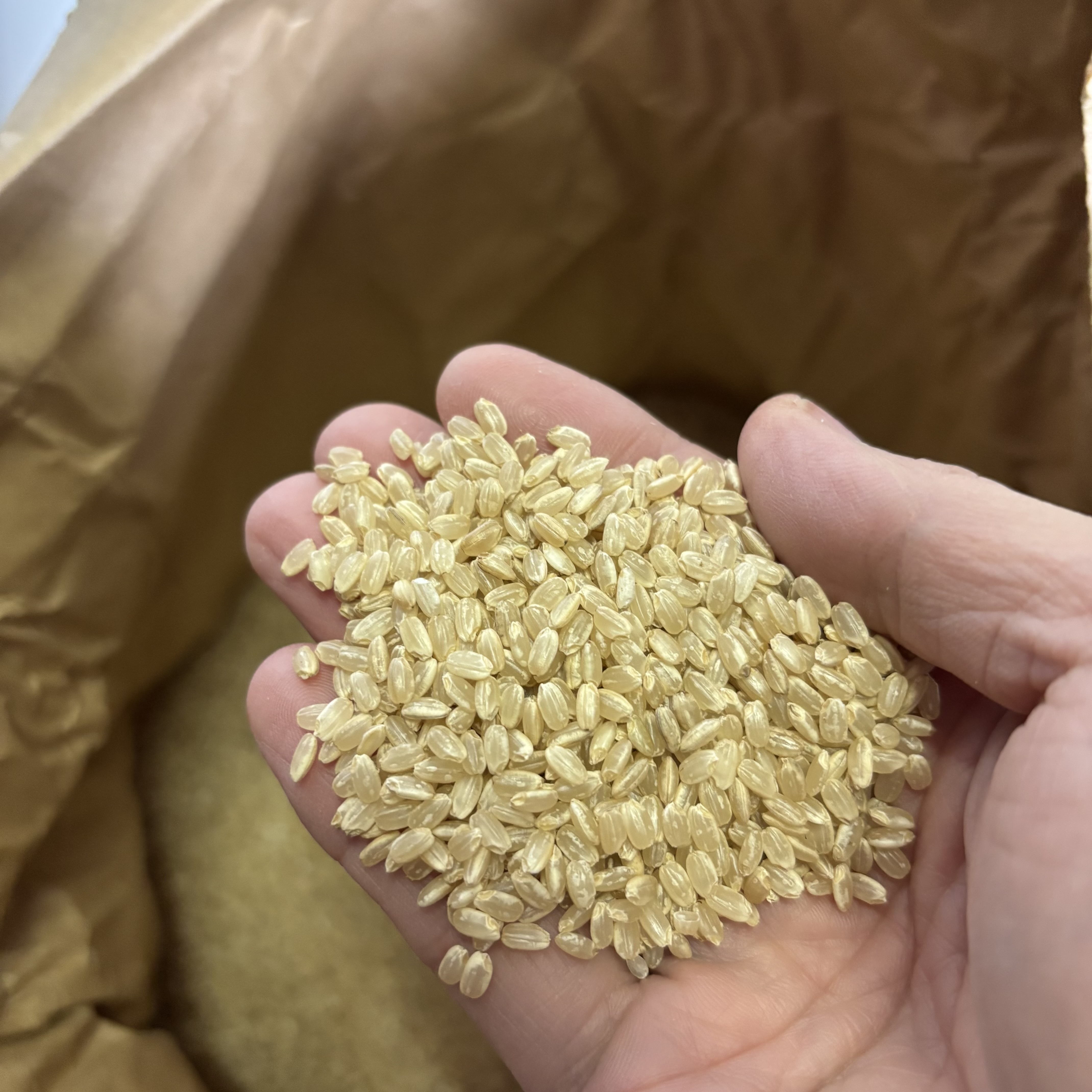 日本晴　自然栽培　玄米　30kg(朝日自然農園さん)のメインイメージ