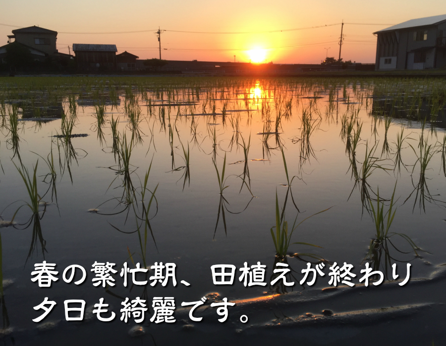 令和6年産 新米 EM自然農法 有機栽培 水の精 コシヒカリ 白米 2kg 1等級(ほんだ農場さん)のメインイメージ