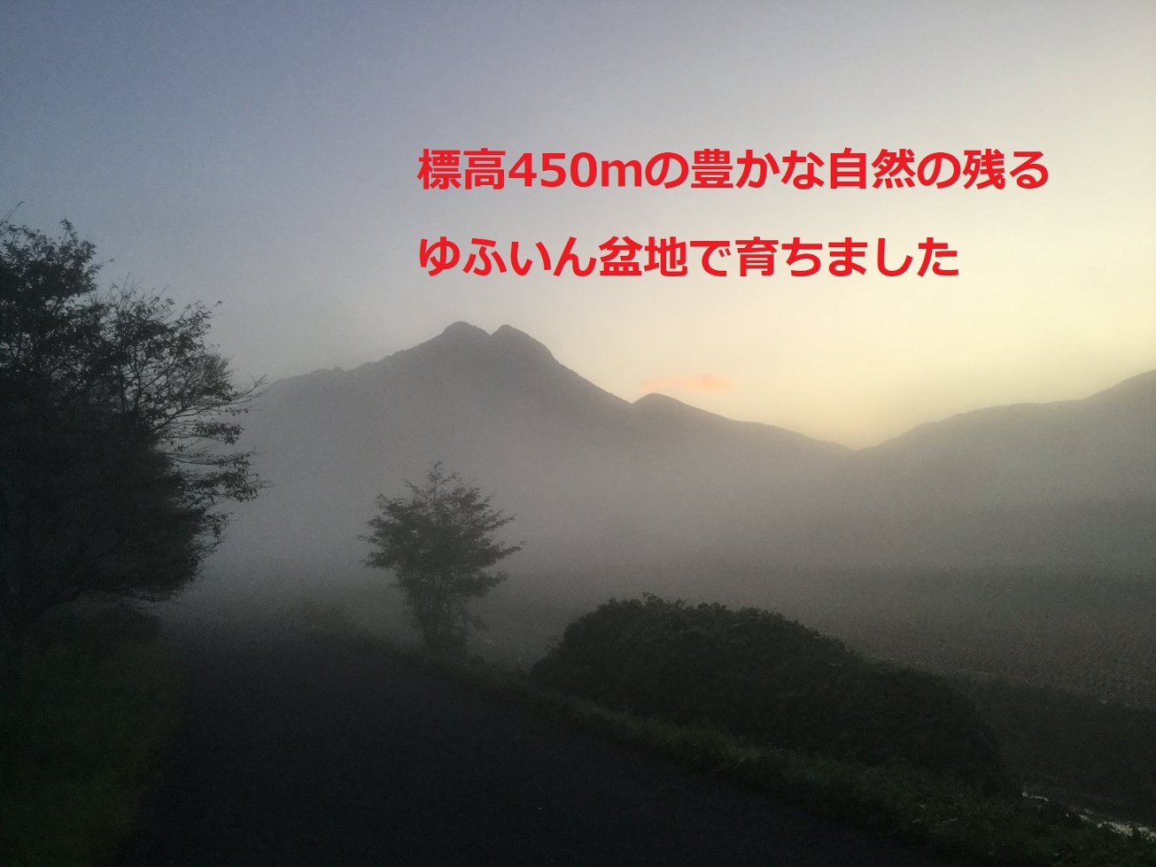 2024年産ゆふいんのめぐみ　ひのひかり白米白米9.8kg(佐藤　孝博さん)のメインイメージ