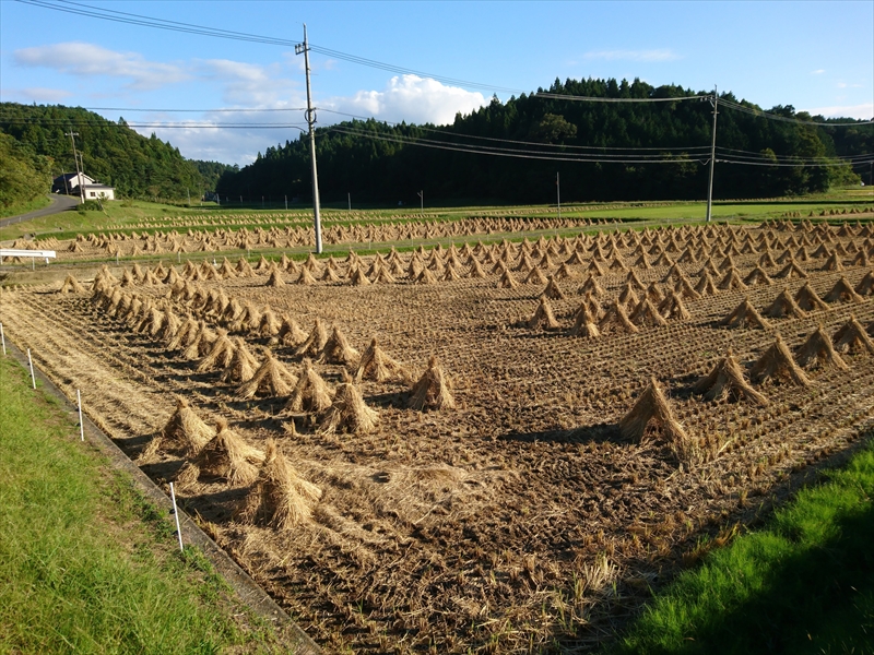 【新米･令和6年産】コシヒカリ精米20kg(5kg×4)神石高原町産 粘りと甘さのバランスが絶妙！(ヴィレッジホーム光末さん)のメインイメージ