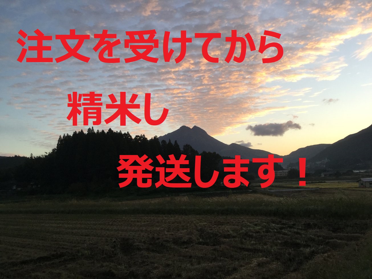 2024年産ゆふいんのめぐみ　コシヒカリ白米4.8kg(佐藤　孝博さん)のメインイメージ